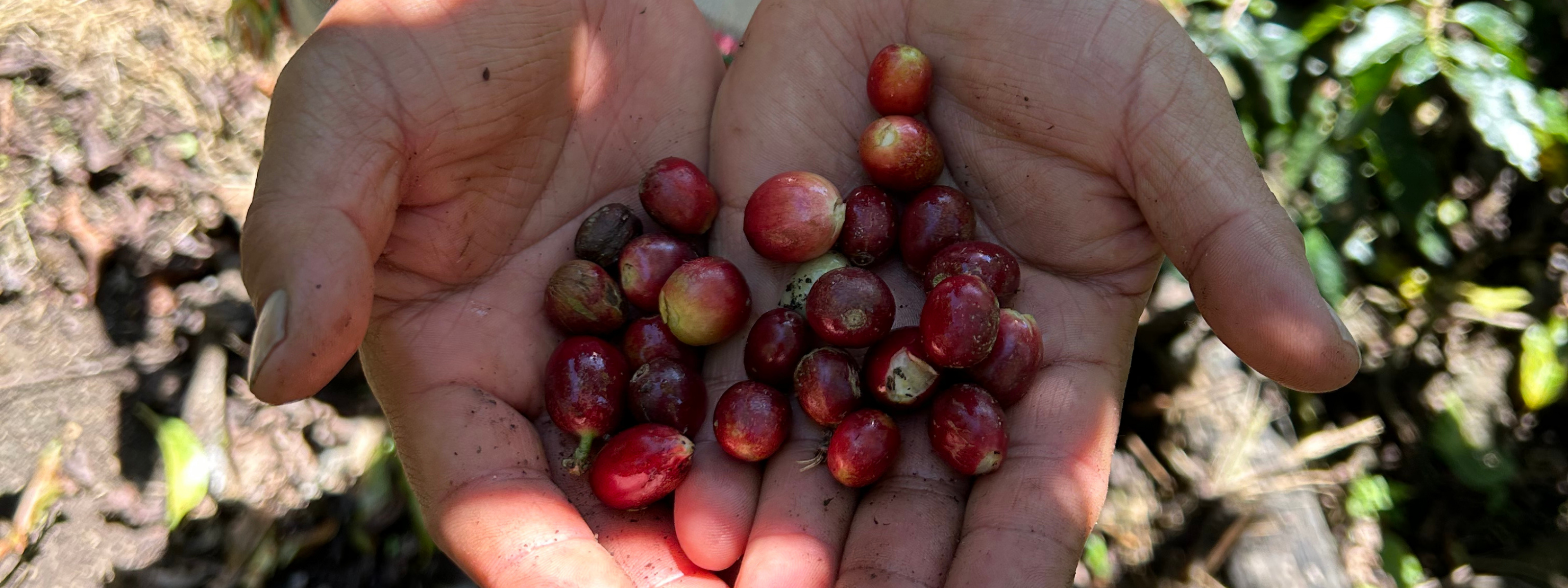 close up of hands holding coffee cherries