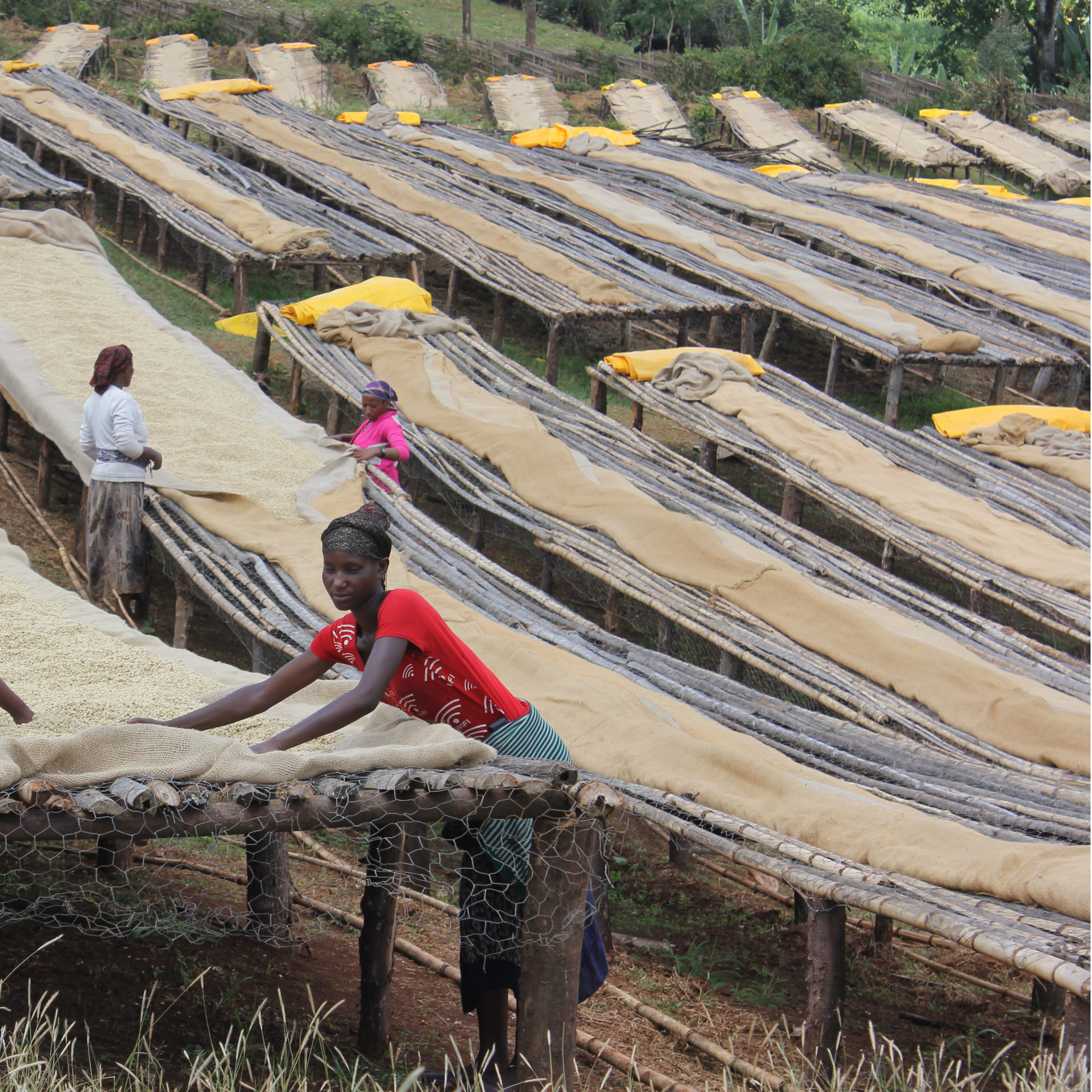 coffee drying racks with farmers