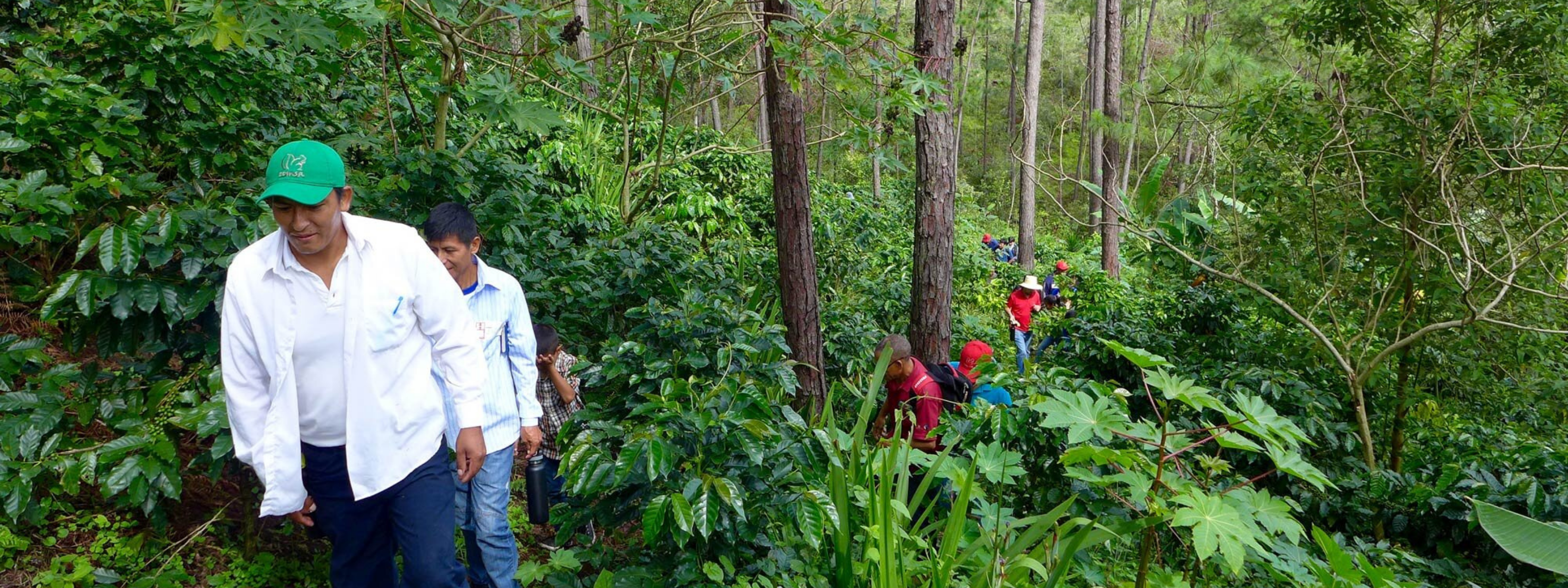 line of people walking through coffee farm