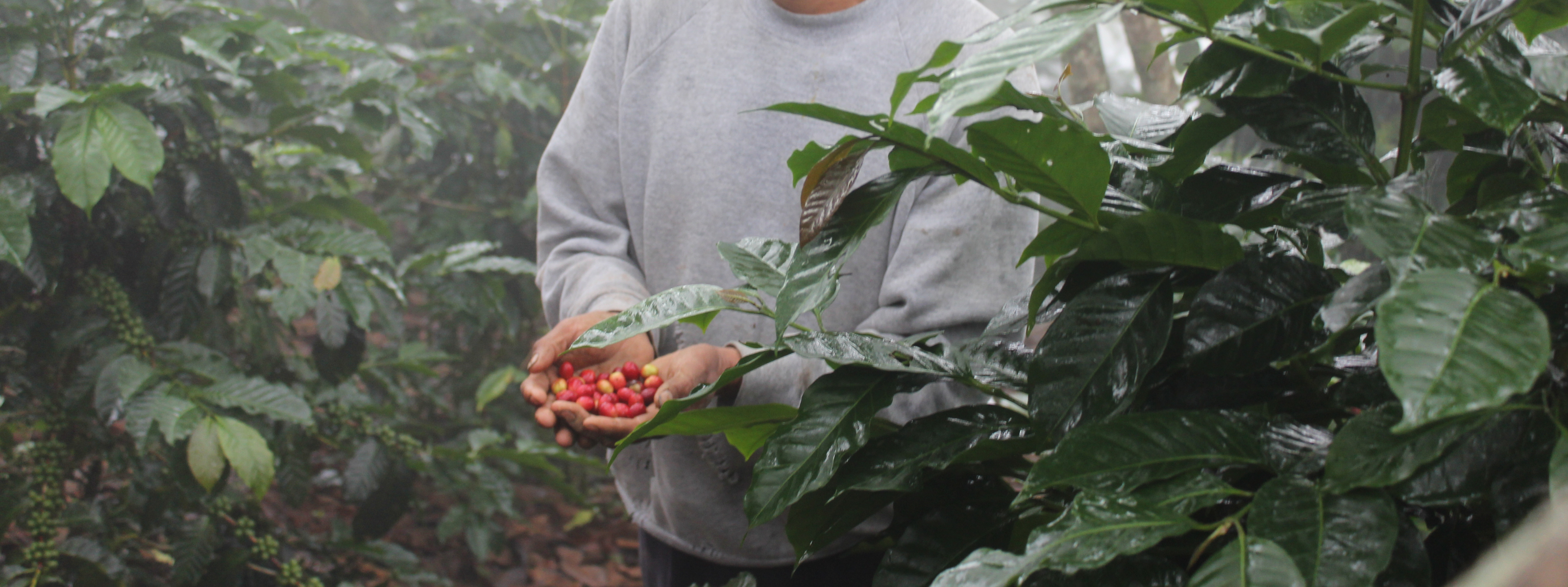ripe coffee cherries in hands