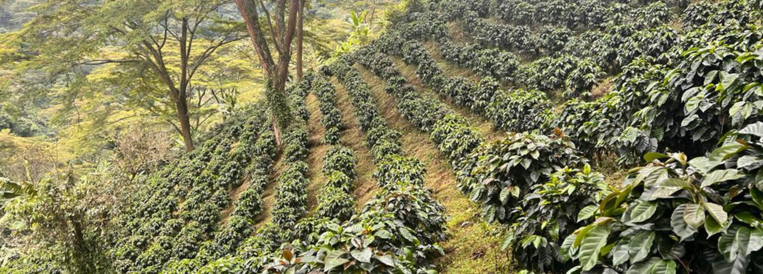 rows of coffee plants 